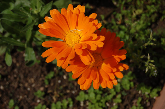 Calendula Absolute 5% in Grapeseed Oil