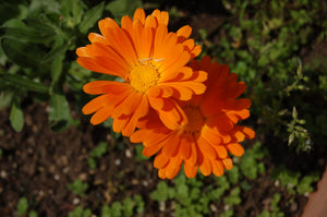 Calendula Absolute 5% in Grapeseed Oil