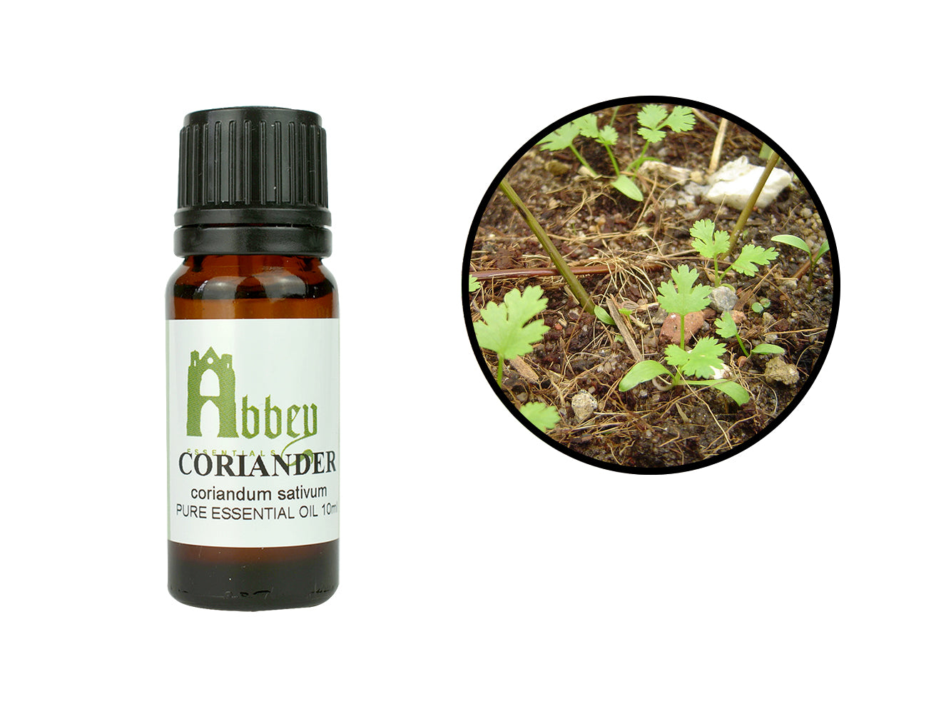Coriander Essential Oil