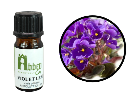 Violet Leaf Absolute Oil