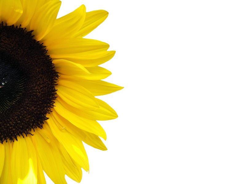 Sunflower Oil 