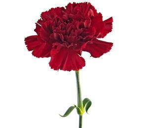 Carnation Absolute 5ml
