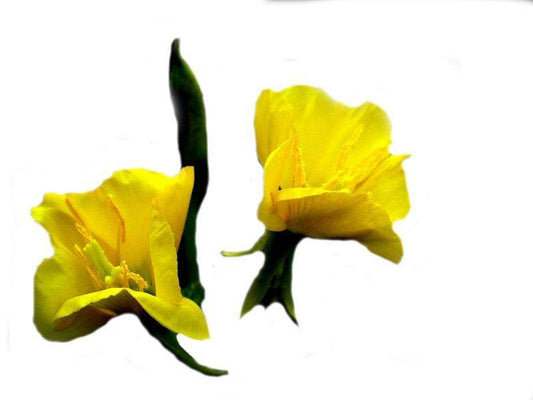 Evening Primrose Oil