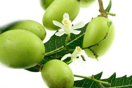 Neem Oil