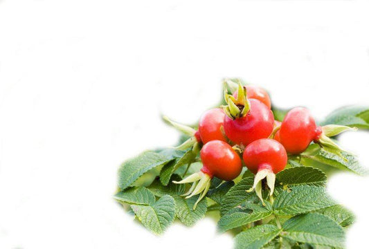 Rosehip Oil